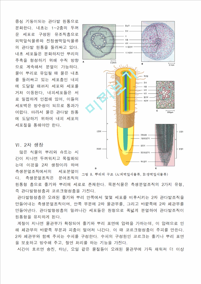 [의학,약학]생물학 - 식물조직에 관해서.hwp